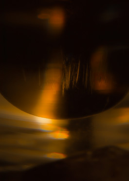 Gedvilė Tamošiūnaitė