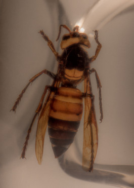 Gedvilė Tamošiūnaitė