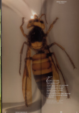 Gedvilė Tamošiūnaitė