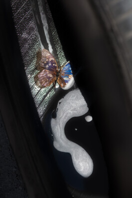 Gedvilė Tamošiūnaitė