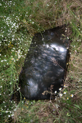 Gedvilė Tamošiūnaitė