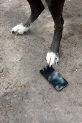 Gedvilė Tamošiūnaitė