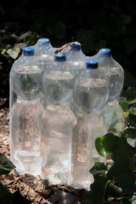 Gedvilė Tamošiūnaitė