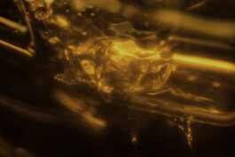 Gedvilė Tamošiūnaitė