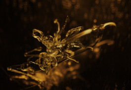 Gedvilė Tamošiūnaitė