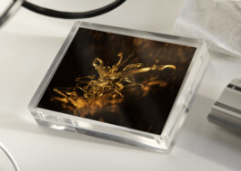 Gedvilė Tamošiūnaitė