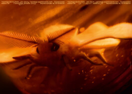 Gedvilė Tamošiūnaitė