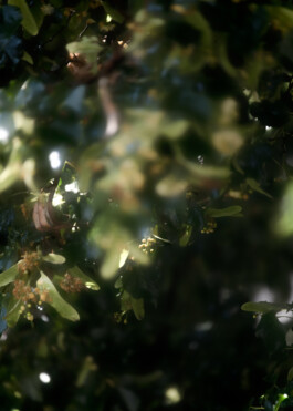 Gedvilė Tamošiūnaitė