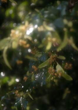 Gedvilė Tamošiūnaitė