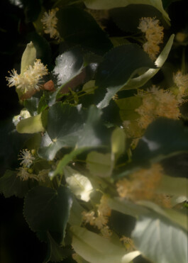 Gedvilė Tamošiūnaitė