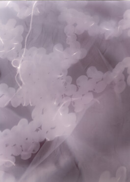 Gedvilė Tamošiūnaitė